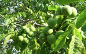 Immature nuts on the tree